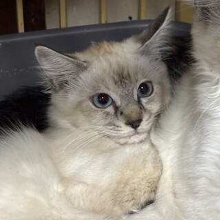 シャムMIXの可愛い女子(里親様決定)