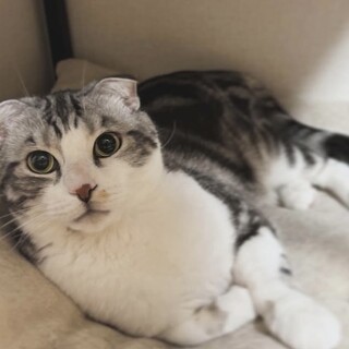 急募‼️ピンクの肉球可愛いアメリカンショットヘア