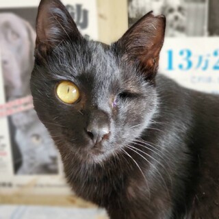 片目だけと元気いっぱい★人懐っこい黒猫ラテちゃん