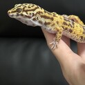ヒョウモントカゲモドキ　アルビノ系
