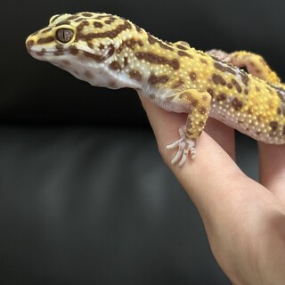ヒョウモントカゲモドキ　アルビノ系