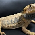 フトアゴヒゲトカゲ
