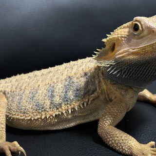 フトアゴヒゲトカゲ