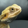 フトアゴヒゲトカゲ サムネイル2