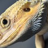 フトアゴヒゲトカゲ サムネイル3