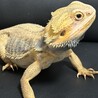 フトアゴヒゲトカゲ サムネイル4