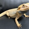 フトアゴヒゲトカゲ サムネイル6