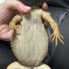 フトアゴヒゲトカゲ サムネイル7