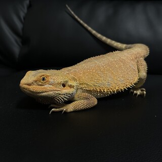 フトアゴヒゲトカゲ　レッド