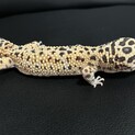 ヒョウモントカゲモドキ　ハイイエロー