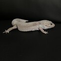 ヒョウモントカゲモドキ　ブリザード