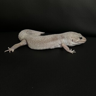 ヒョウモントカゲモドキ　ブリザード