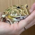 クラウンツノガエル