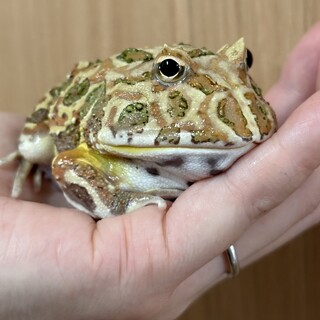 クラウンツノガエル