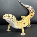 ヒョウモントカゲモドキ　ハイイエロー