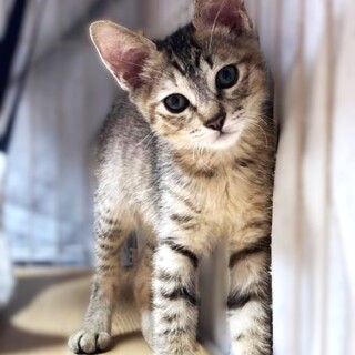 ★里親様決定★なつっこい女の子♥こはくちゃん