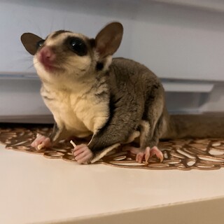 モモンガ男の子です