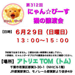にゃん☆ぴーす猫の譲渡会【都賀･アトリエTOM】