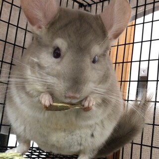 チンチラの男の子の里親を探しています