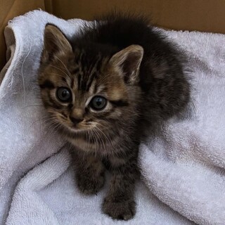 2ヶ月目がクリクリのキジトラ女の子