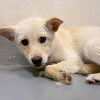 かわいい子犬　栗花(りっか)ちゃん　4-5ヶ月