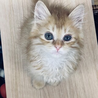 ちゃあちゃん2ヶ月