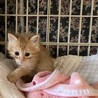 ちゃあちゃん2ヶ月 サムネイル2