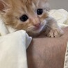 ちゃあちゃん2ヶ月 サムネイル3