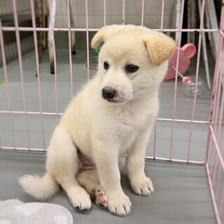 かわいい子犬　まりっちちゃん　2ヶ月