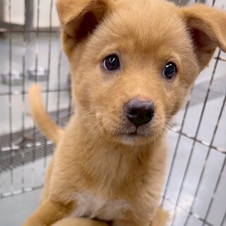 【相談中】かわいい子犬　シャインくん　3ヶ月