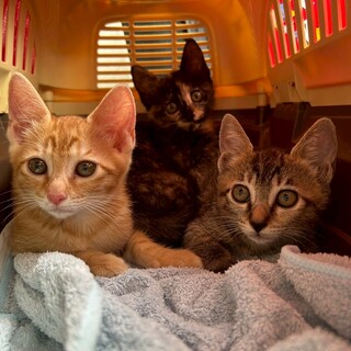 朔(さく)、優(ゆう)、凪(なぎ)☆早食い3兄妹