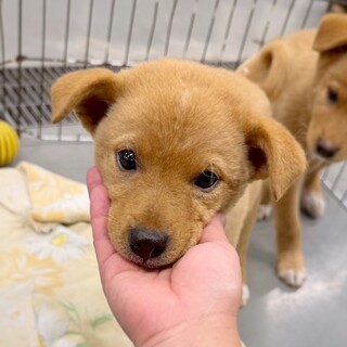【相談中】かわいい子犬　おろらんちゃん　3ヶ月