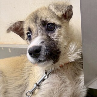 かわいい子犬　いわくろちゃん　3ヶ月