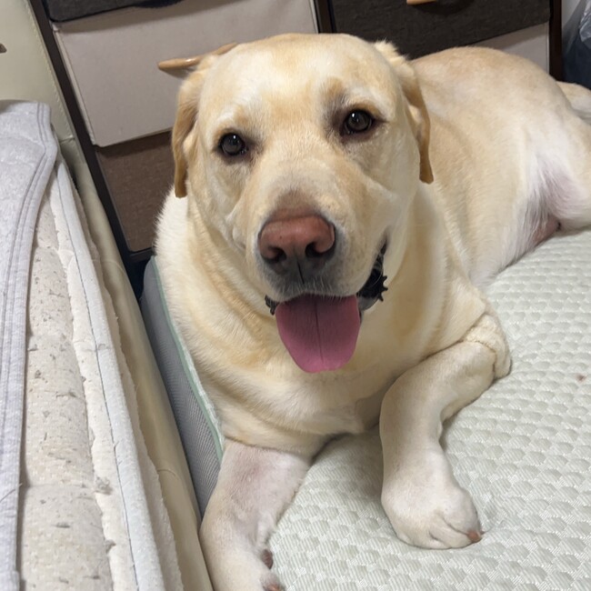 しげたたんのカバー写真