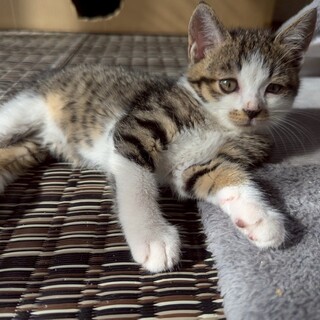 ポワポワまんまるお顔の♡アンドくん