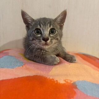 まんまるおめめサバトラ♡おこめくん