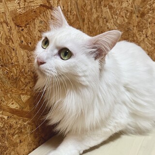まっしろコートのミラクルちゃん