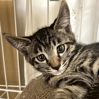 【3/29東日本橋】元気はつらつ♡わーちゃん