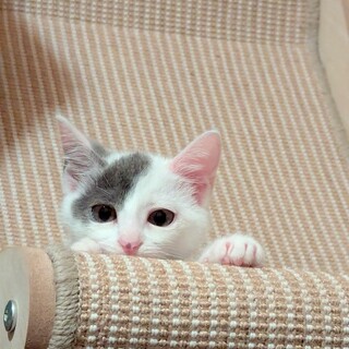 ナナメ前髪の美人ちゃん♡スピカさま