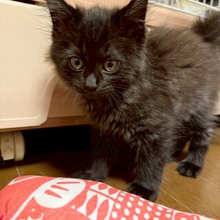 4匹兄妹♥ほんわかふわふわ♡ひかりくん