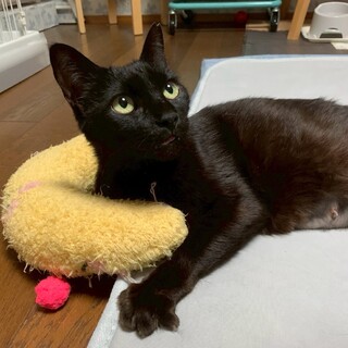 どんな子にも優しい心あったかい♡クロミちゃん