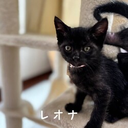 猫の譲渡会　in　名古屋市昭和生涯学習センター サムネイル2