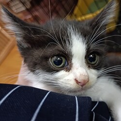 猫の譲渡会　in　名古屋市昭和生涯学習センター サムネイル3