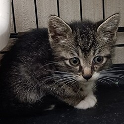 猫の譲渡会　in　名古屋市昭和生涯学習センター サムネイル2