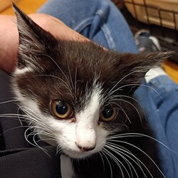 猫の譲渡会　in　名古屋市昭和生涯学習センター サムネイル3