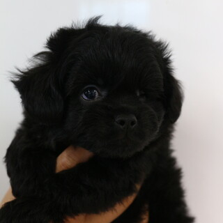 チワプーの男の子(応募者多数のため募集停止中）