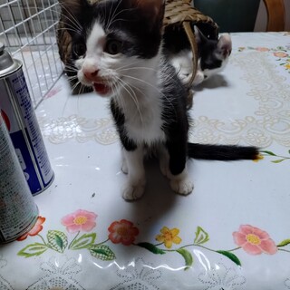 【里親様募集】ハチワレ白黒仔猫のベルくん