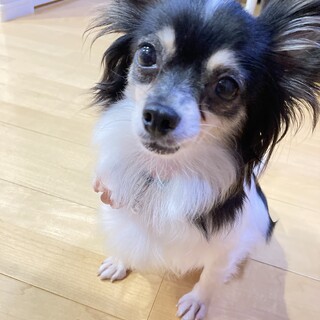 3.2kgチワワ、人間大好きな女の子です