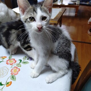 【里親様募集】ノアくん