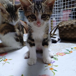 【里親様募集】ラテくん